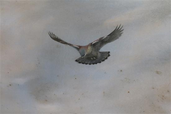 George Edward Lodge (1860-1954), watercolour, Kestrel in flight, Rembrandt Gallery Exhibition label verso dated 1909, 26 x 40cm